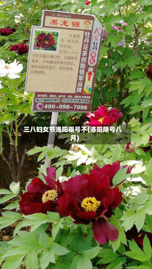 三八妇女节洛阳限号不(洛阳限号八月)-第1张图片