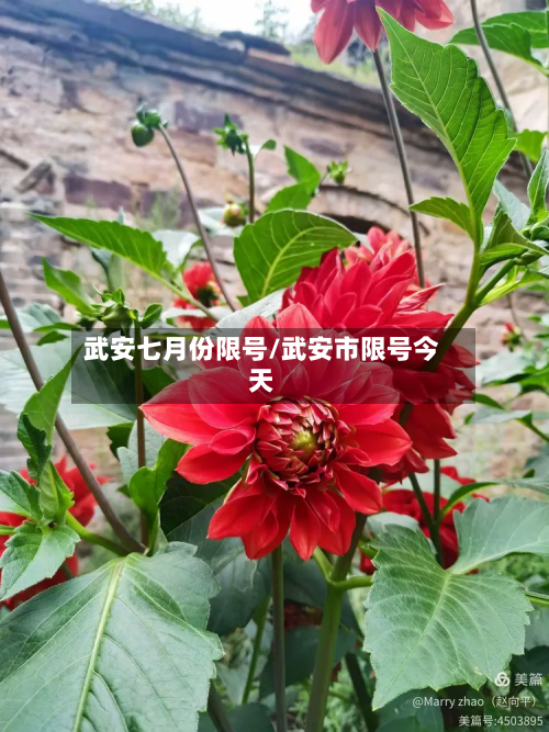 武安七月份限号/武安市限号今天-第1张图片