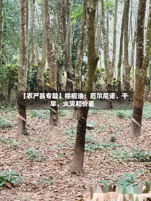 【农产品专题】棕榈油：厄尔尼诺、干旱、火灾和价差-第2张图片