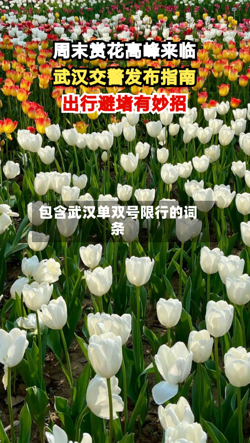 包含武汉单双号限行的词条-第1张图片
