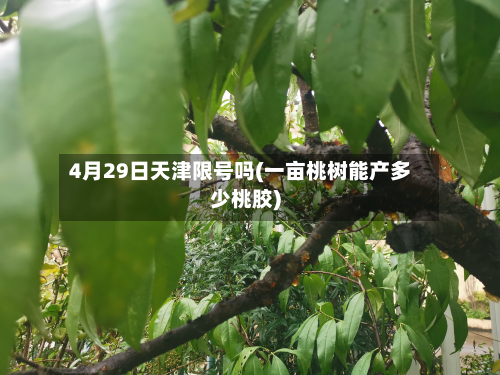 4月29日天津限号吗(一亩桃树能产多少桃胶)-第1张图片