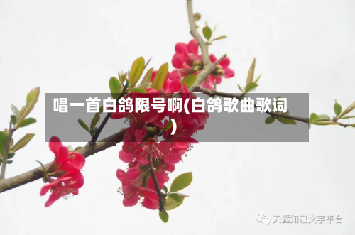 唱一首白鸽限号啊(白鸽歌曲歌词)-第1张图片