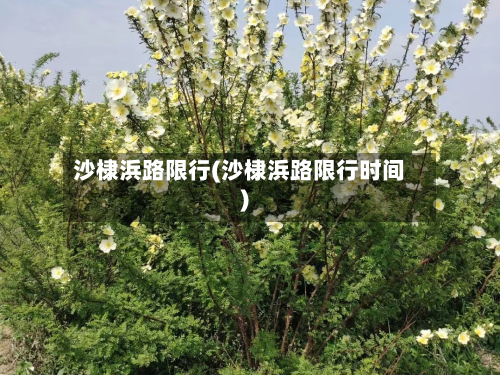 沙棣浜路限行(沙棣浜路限行时间)-第1张图片