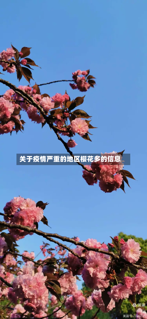 关于疫情严重的地区樱花多的信息-第1张图片