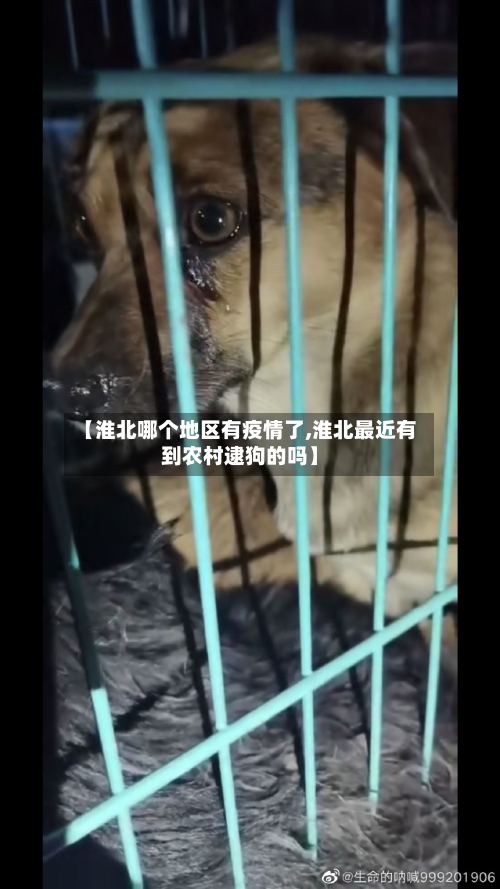 【淮北哪个地区有疫情了,淮北最近有到农村逮狗的吗】-第1张图片