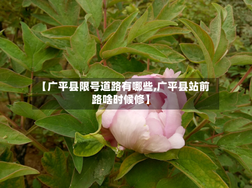 【广平县限号道路有哪些,广平县站前路啥时候修】-第2张图片