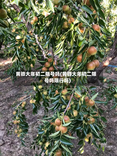 黄骅大年初二限号吗(黄骅大年初二限号吗限行吗)