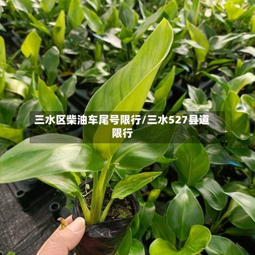 三水区柴油车尾号限行/三水527县道限行