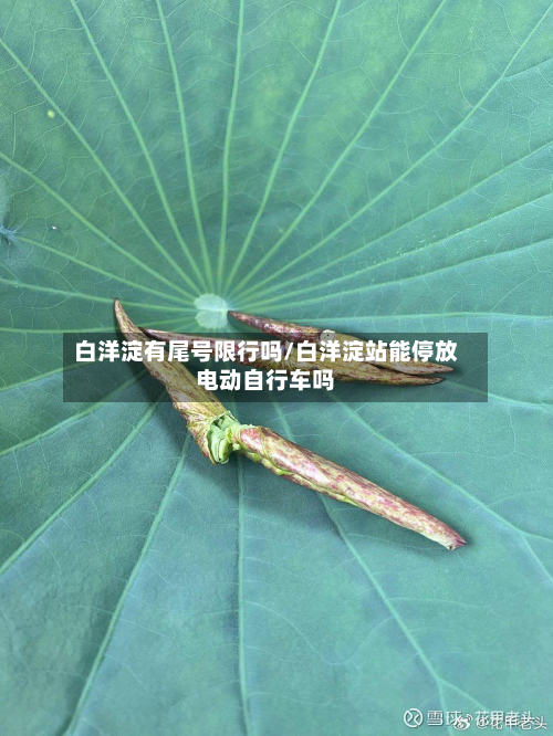 白洋淀有尾号限行吗/白洋淀站能停放电动自行车吗
