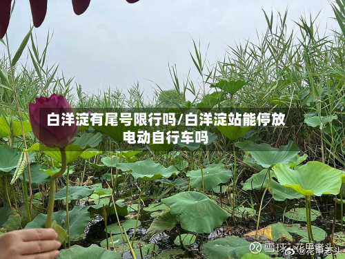 白洋淀有尾号限行吗/白洋淀站能停放电动自行车吗-第2张图片