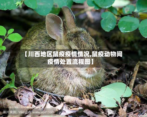【川西地区鼠疫疫情情况,鼠疫动物间疫情处置流程图】-第1张图片