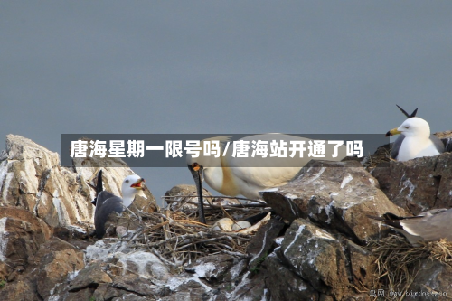 唐海星期一限号吗/唐海站开通了吗