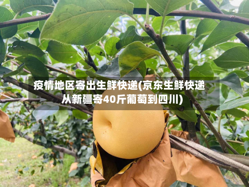 疫情地区寄出生鲜快递(京东生鲜快递从新疆寄40斤葡萄到四川)