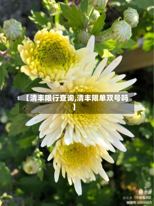 【清丰限行查询,清丰限单双号吗】
