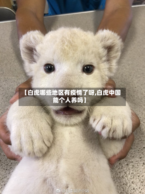 【白虎哪些地区有疫情了呀,白虎中国能个人养吗】