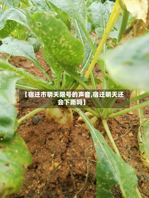 【宿迁市明天限号的声音,宿迁明天还会下雨吗】