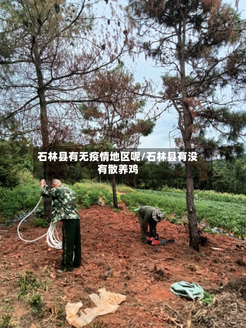 石林县有无疫情地区呢/石林县有没有散养鸡-第2张图片