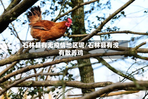 石林县有无疫情地区呢/石林县有没有散养鸡-第3张图片