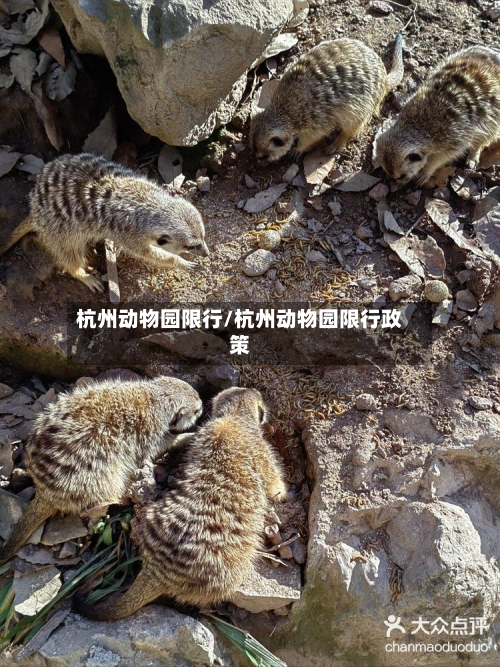 杭州动物园限行/杭州动物园限行政策-第2张图片
