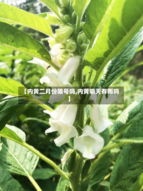 【内黄二月份限号吗,内黄明天有雨吗】