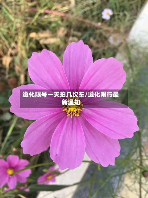 遵化限号一天拍几次车/遵化限行最新通知