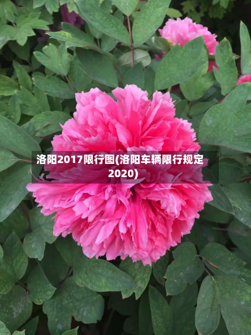 洛阳2017限行图(洛阳车辆限行规定2020)-第3张图片