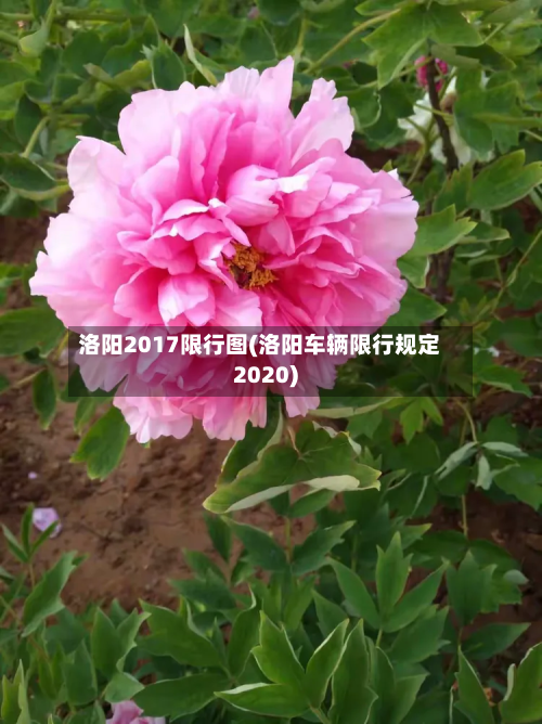 洛阳2017限行图(洛阳车辆限行规定2020)-第2张图片